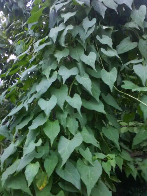 看图识中药 /第十八集:何首乌