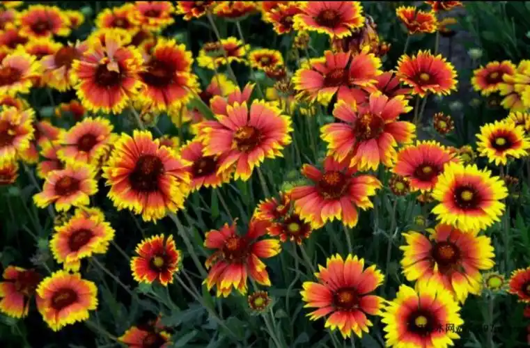 植物百科天人菊