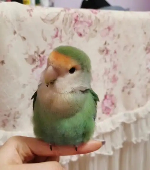 浴后美照#牡丹鹦鹉  #小鸡  #绿金顶