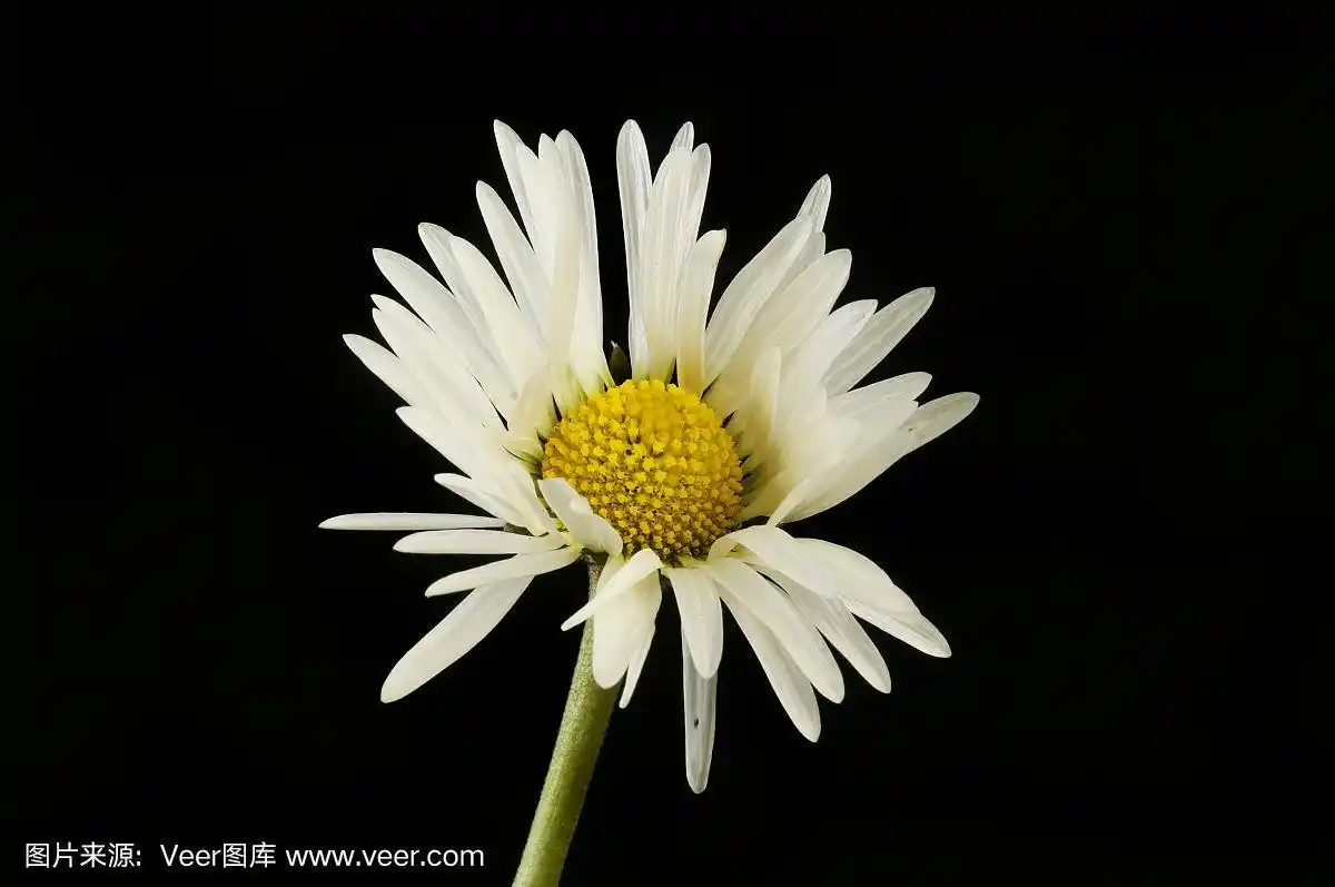 白色和黄色的雏菊衬着黑色