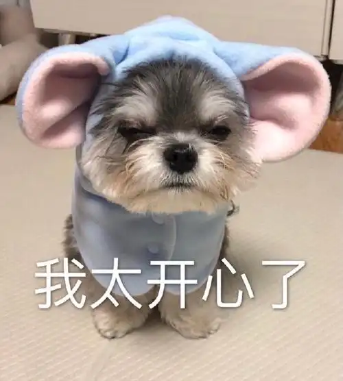 萌宠 汪星人 我太开心了 呆萌 可爱