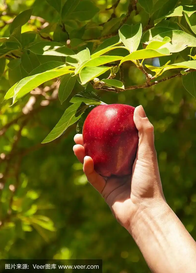 在果园里亲手摘苹果