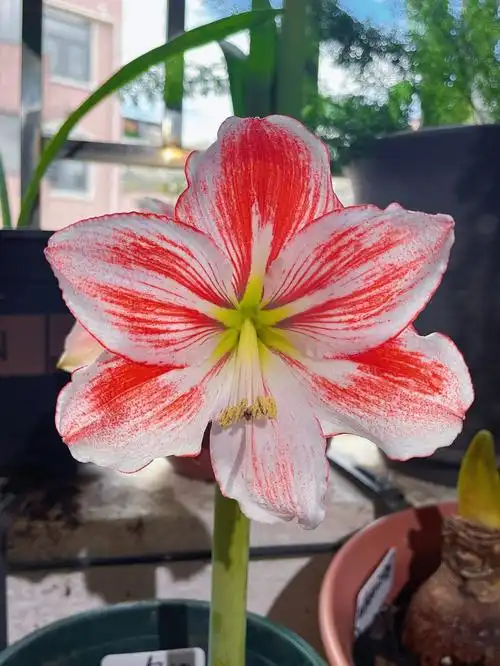 朱顶红开花记之圆舞曲