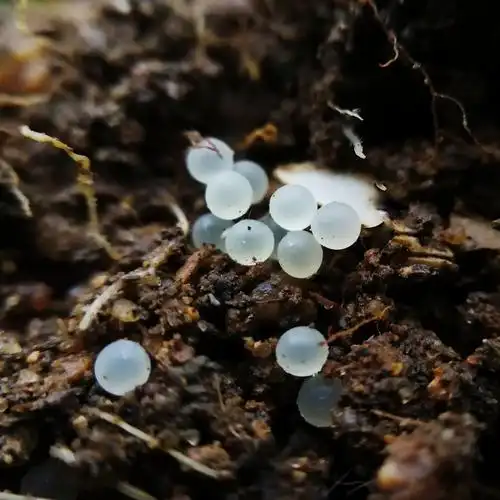 挖土时发现一窝蜗牛的卵,洁白晶莹.