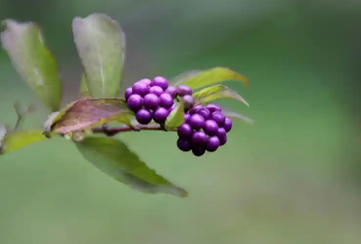 【首发】果实累累的紫珠