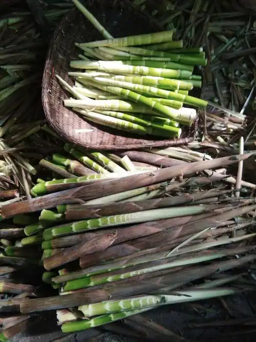 新鲜竹笋