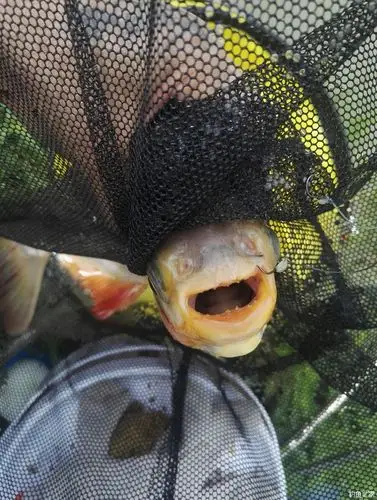 红鲳鱼,这牙齿好厉害的,1.0大力马都被切.