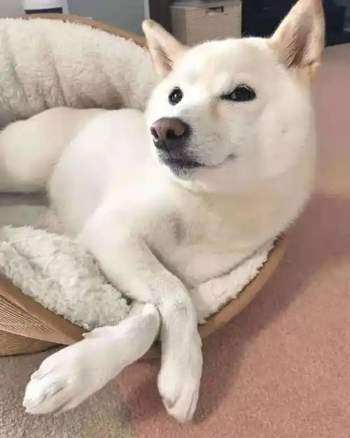 白色柴犬为什么数量稀有反而更便宜白色柴犬是柴犬吗