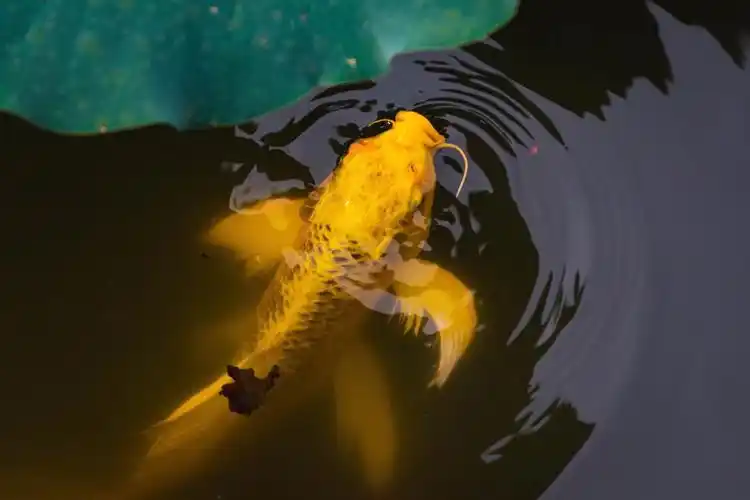 黄金大鲤鱼合集