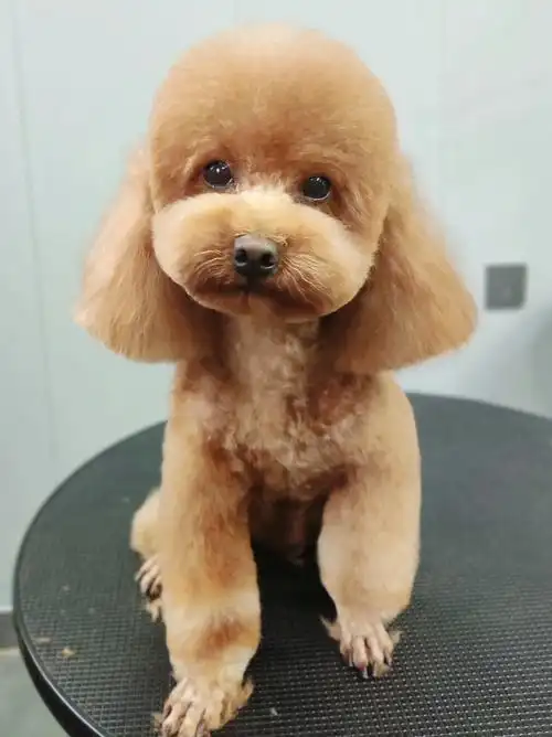 宠物美容贵宾圆头造型