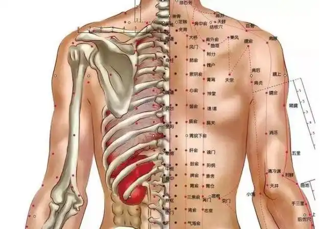 背部对于人体很重要,这六个坏习惯,可能会让背部提前衰老