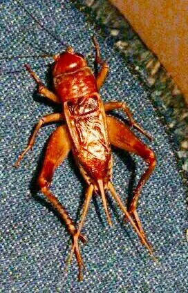 我国传统斗蟋蟀南方两广蟋蟀