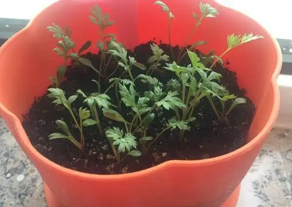 天然驱虫草驱虫菊种子除虫菊籽花卉种阳台盆栽花丛四季播种好发芽除虫