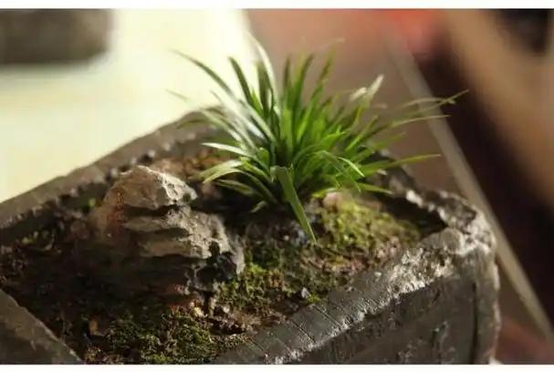 菖蒲是盆景不可缺少的装饰植物,多浇水少施肥,湿着养