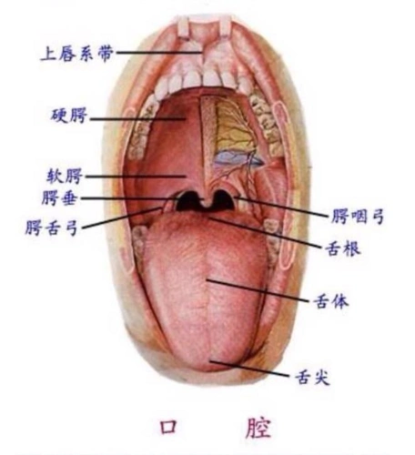 如何扩大口腔容积使发音字正腔圆