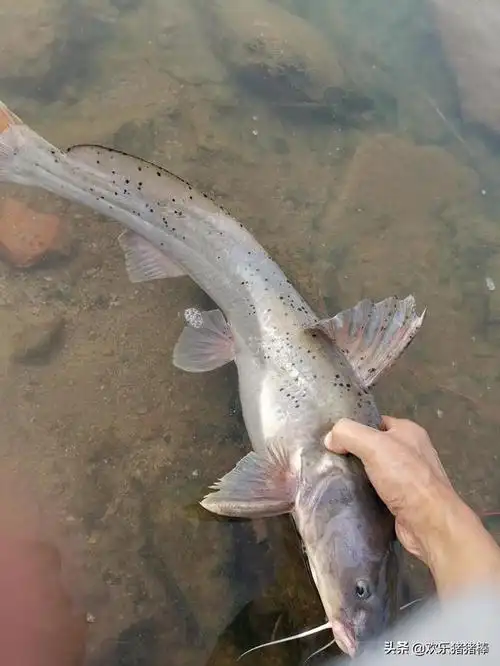 老淡钓了条叉尾鮰鱼,舍不得吃要放鱼塘养着,星星偷问怎么做好吃