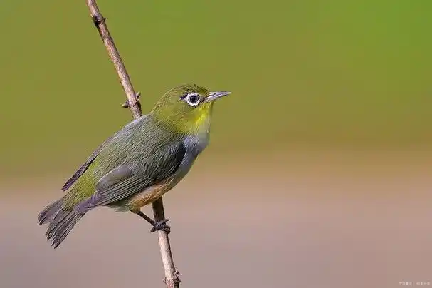 驯服野生绣眼鸟:与美丽灵动的自然之灵建立深厚纽带