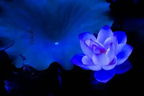 蓝莲花 - 河南摄影站 - 环球数码摄影网论坛 - 摄影交流论坛