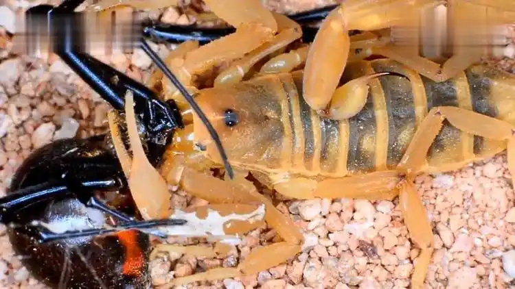 剧毒的蝎子vs黑寡妇蜘蛛,赢家才是真正的毒王_网易视频