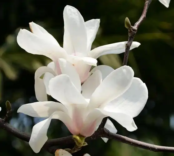 白玉兰开花味道重,室内养护会遇到这些问题,这么解决就行