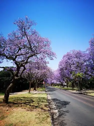 全市种植了很多紫荆花树,现在正是盛开的季节
