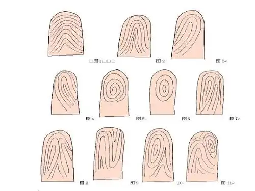 实验十六数量性状的遗传学分析:人类指纹分析ppt
