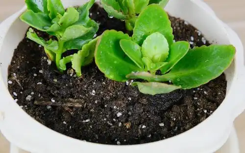 长寿花好看好养小苗也能养火盆养护要留意3点