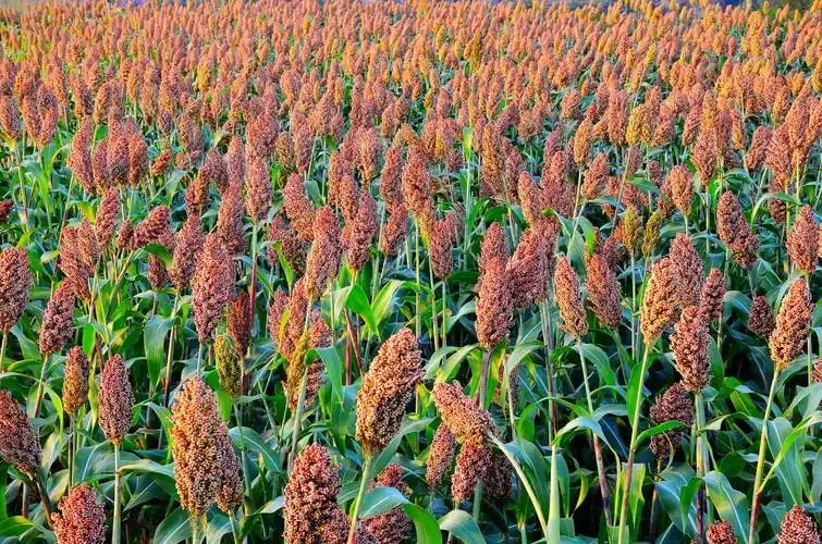 高梁也成熟了,满地一片红.