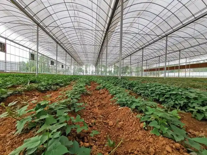 个贫困乡镇,近几年来,镇上通过整合各方资源引导贫困群众积极发展种植