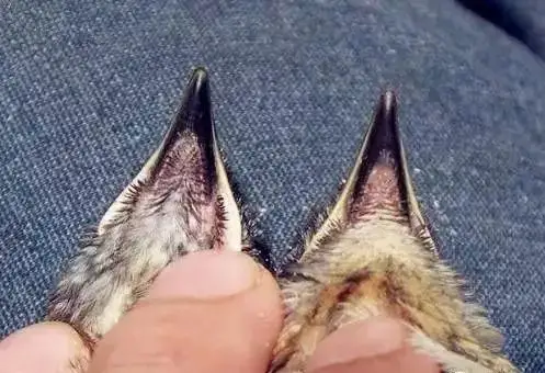 如何区分四喜雏鸟的公母