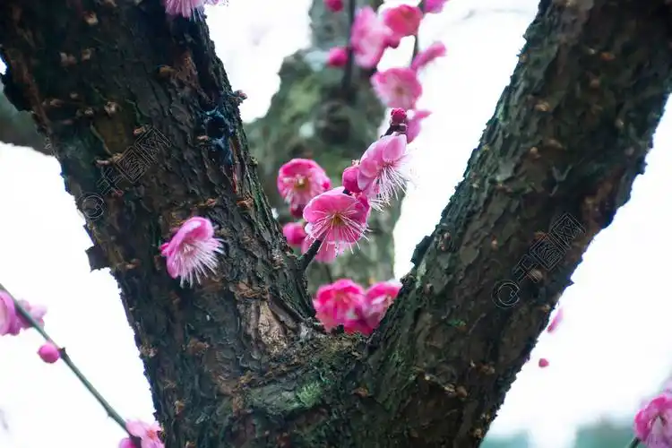 树干盛开的梅花花枝摄影图