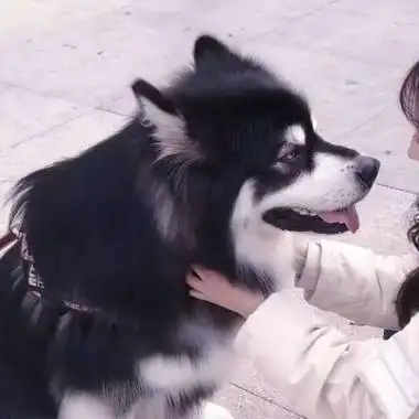 情侣头像男友是狗系列