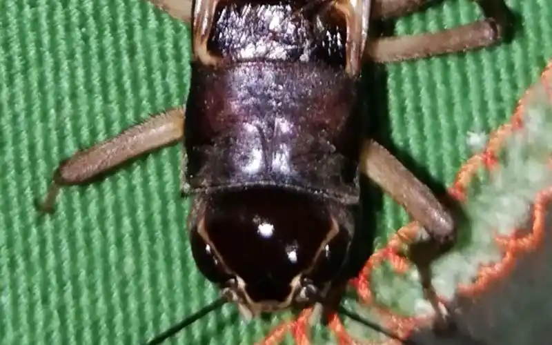 两广蟋蟀打斗(南宁场松子大师专属)