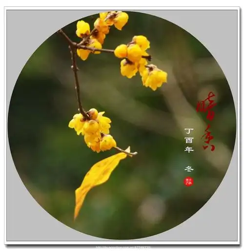 梅花香自苦寒来