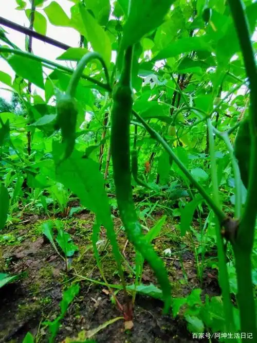 茁壮的辣椒秧上吊满了辣椒
