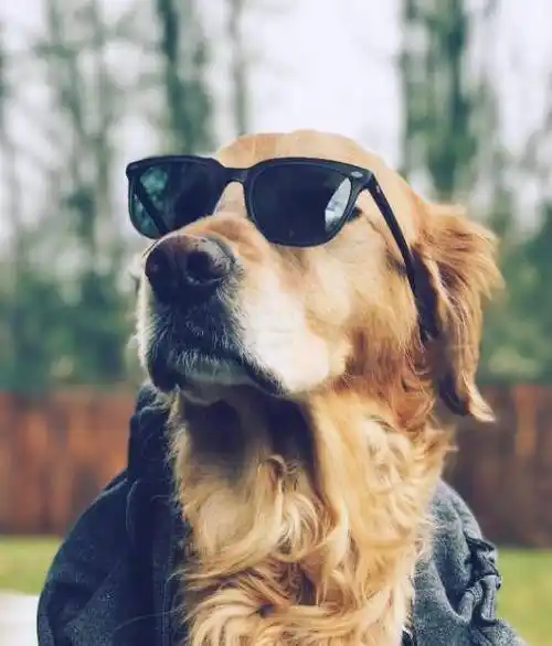 绅士一般的模特大金毛这也太太太帅了吧