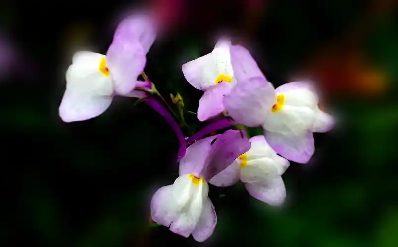 色彩斑斓的柳穿鱼