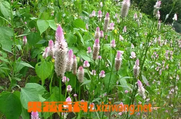 野菜籽的功效与作用