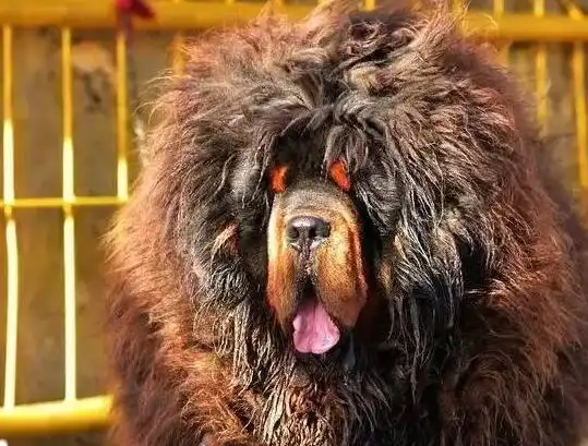 世界上最大的藏獒,如今很难再见到了吧