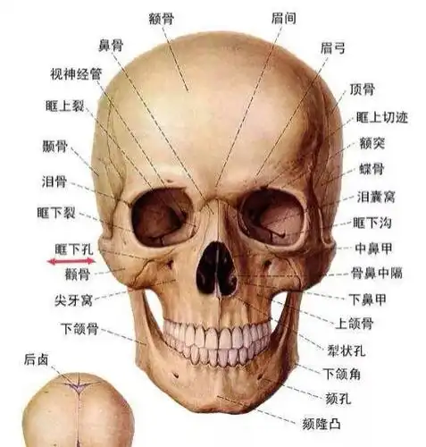 面部骨骼肌肉 皱纹 除皱针