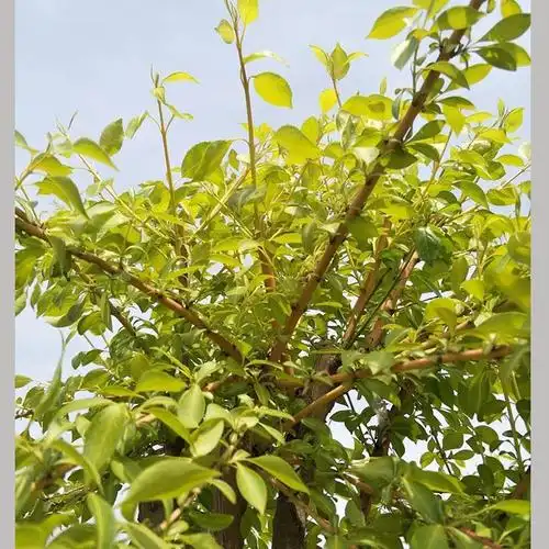 供应丝绵木树苗 基地直销绿化工程苗木 规格齐全 金叶丝棉木2号