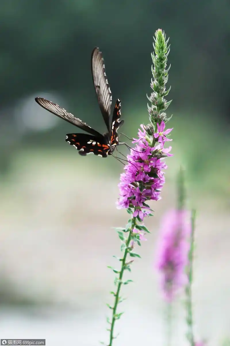 薰衣草上的花蝴蝶美丽春天