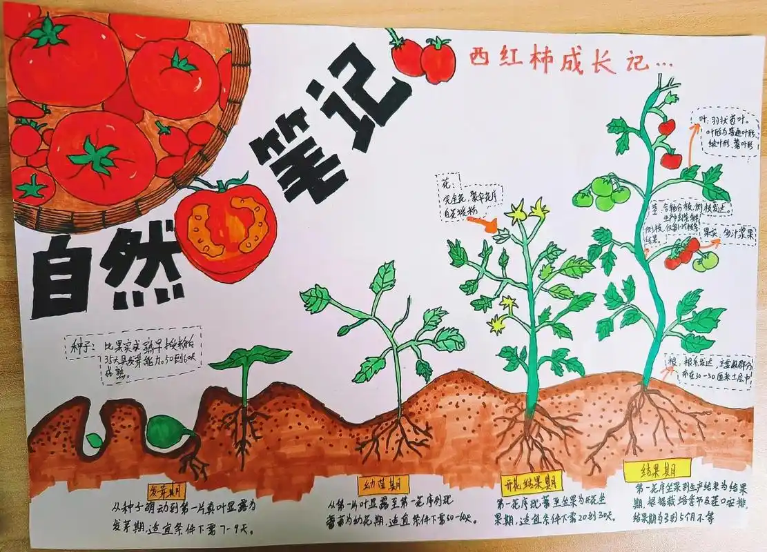 手抄报|自然笔记西红柿成长记 番茄的成长