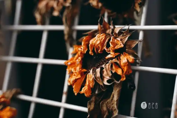 今日花植枯萎的向日葵