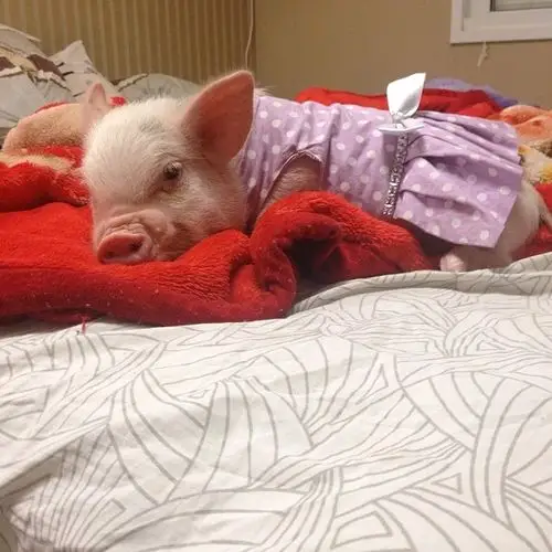 【猪猪之家】愤怒的居居——来自巴西的网红小猪barbie (10)