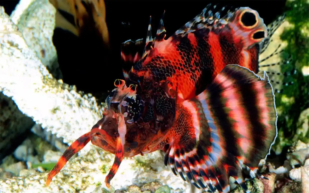 热带海底世界动物摄影高清壁纸图片大全第二辑