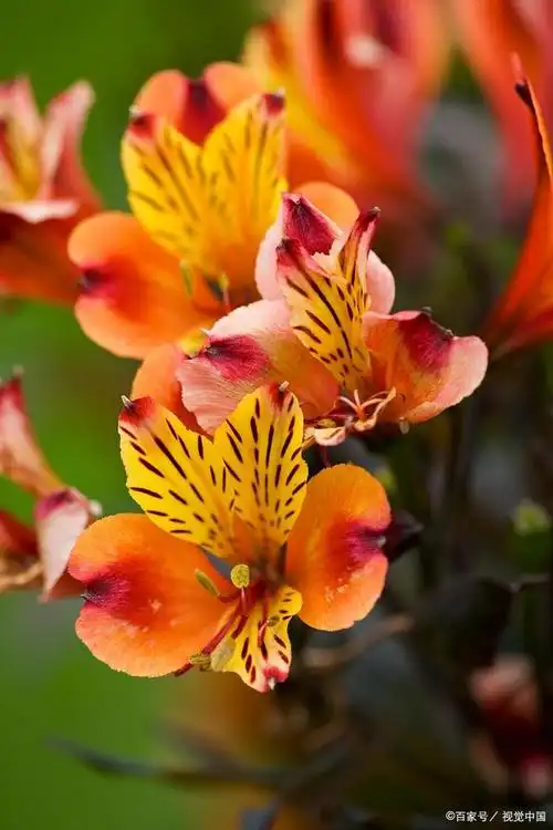 花世界赏花丨六出花