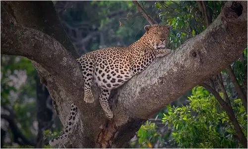 行摄非洲肯尼亚马赛马拉草原-神秘花豹