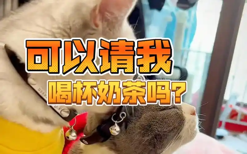 可以请我喝杯奶茶吗?