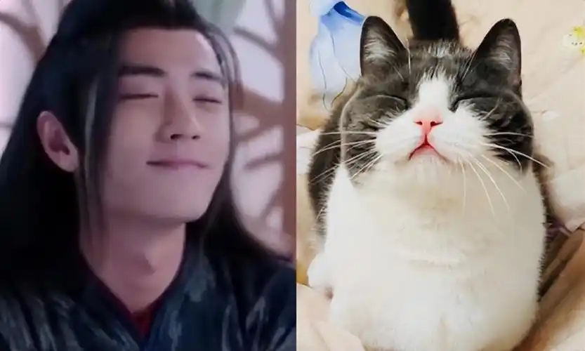 八,张若昀——蓝瞳哈士奇